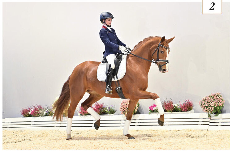 Elegant dressage mare Fascination, sired by Blue Hors Farrell, fetching a top price of 110,000 euros at the Oldenburg Special Edition Auction, highlighting her exceptional breeding and market value.