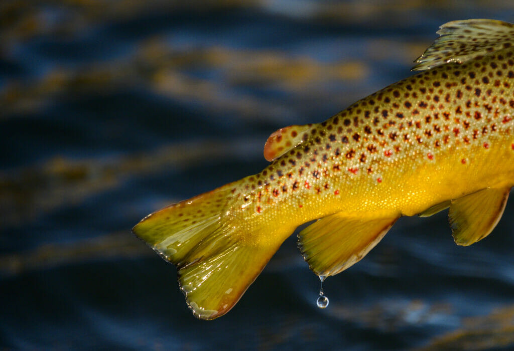 Angler fishing in turbulent water.